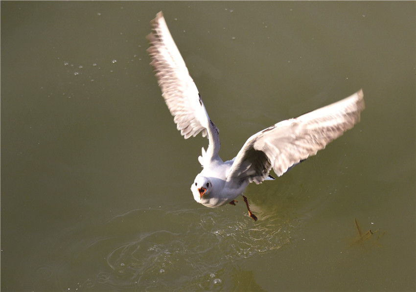 紅嘴鷗.jpg 紅嘴鷗.jpg