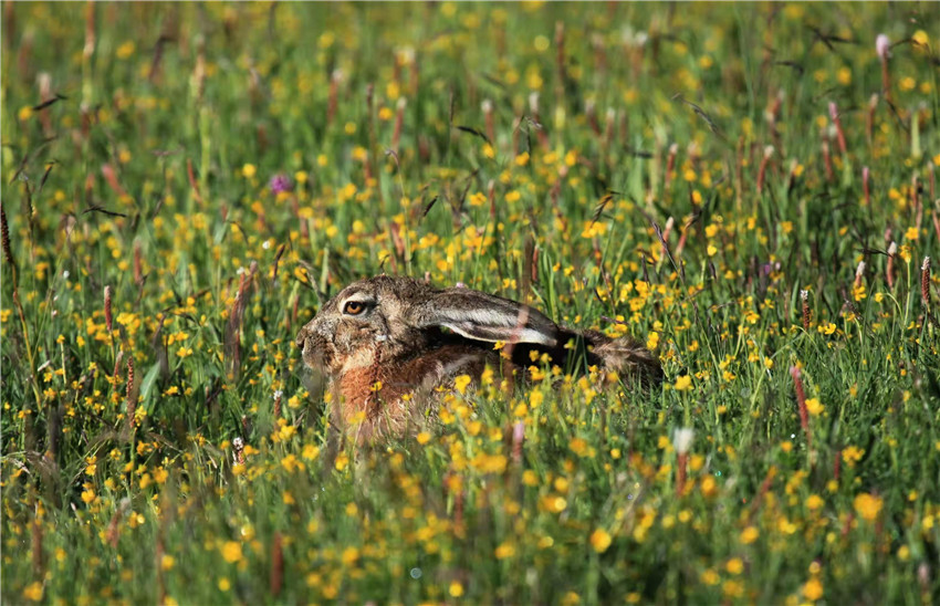 野生動(dòng)物的樂(lè).jpg 野生動(dòng)物的樂(lè).jpg