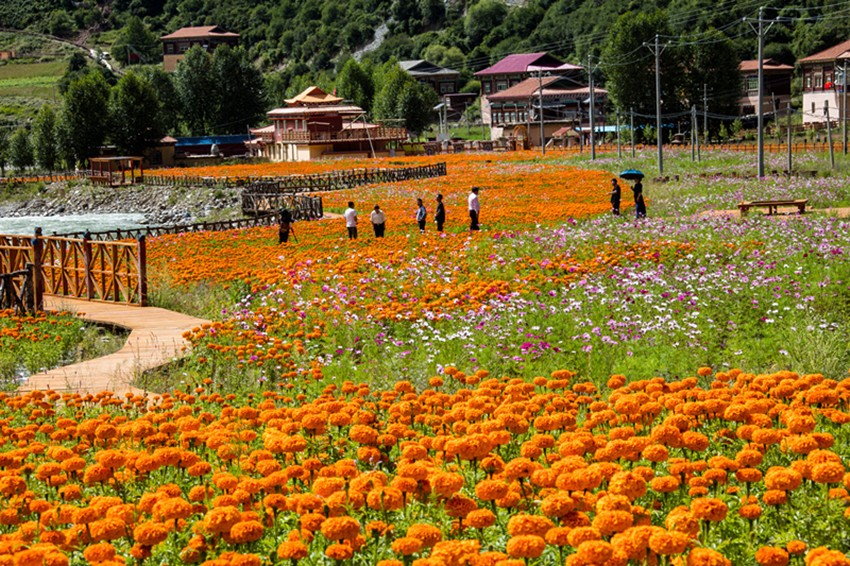 白玉縣麻絨.jpg 白玉縣麻絨.jpg