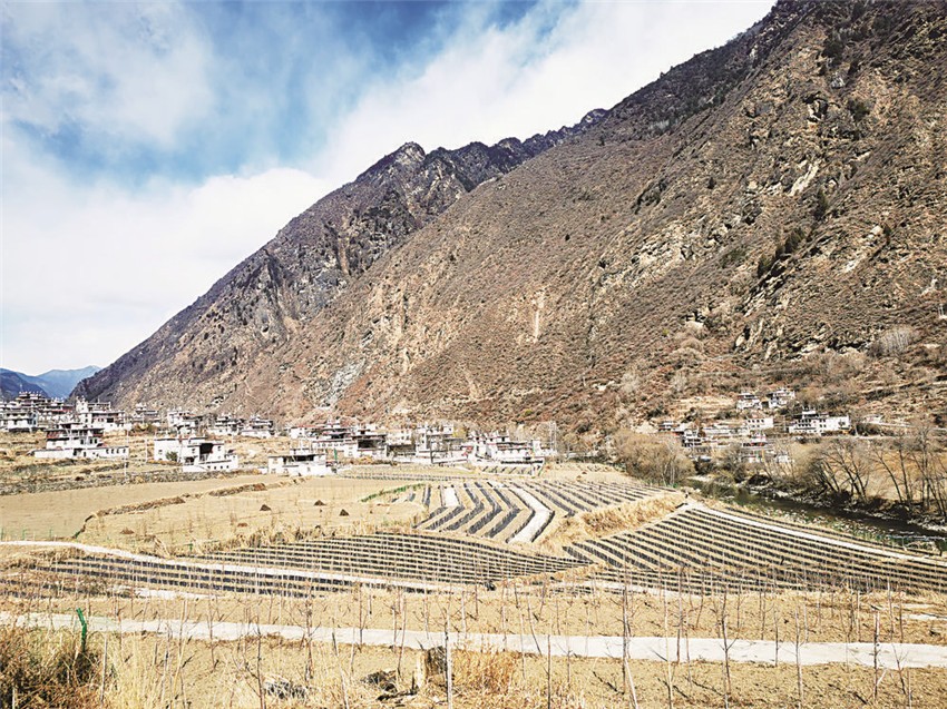 圖為美人脆.jpg 圖為美人脆.jpg