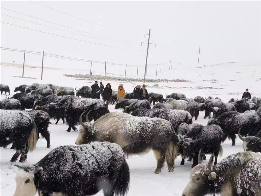 地處“云端之上”生命禁區(qū)“的農(nóng)行石渠支行80后青年益西多吉說”今年疫情流行，大伙冒雪下鄉(xiāng)送金融服務(wù)，新年首日就為農(nóng)戶發(fā)放了3000多萬元，點(diǎn)亮百姓牦牛致富夢，疫情終將過去，筑夢春天，我們協(xié)力點(diǎn)燃牧民發(fā)展信心“.jpg