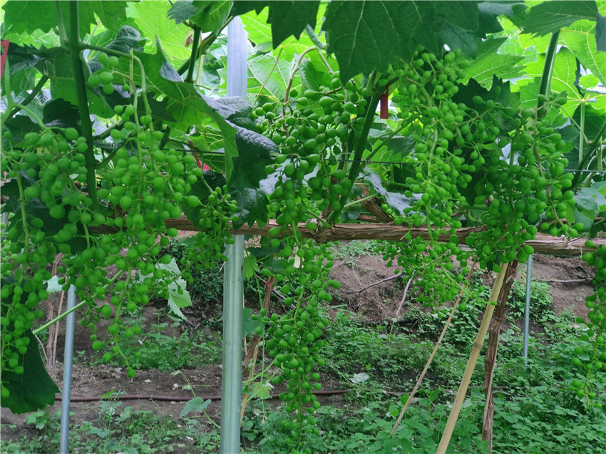 首筆強(qiáng)村貸3.jpg 首筆強(qiáng)村貸3.jpg