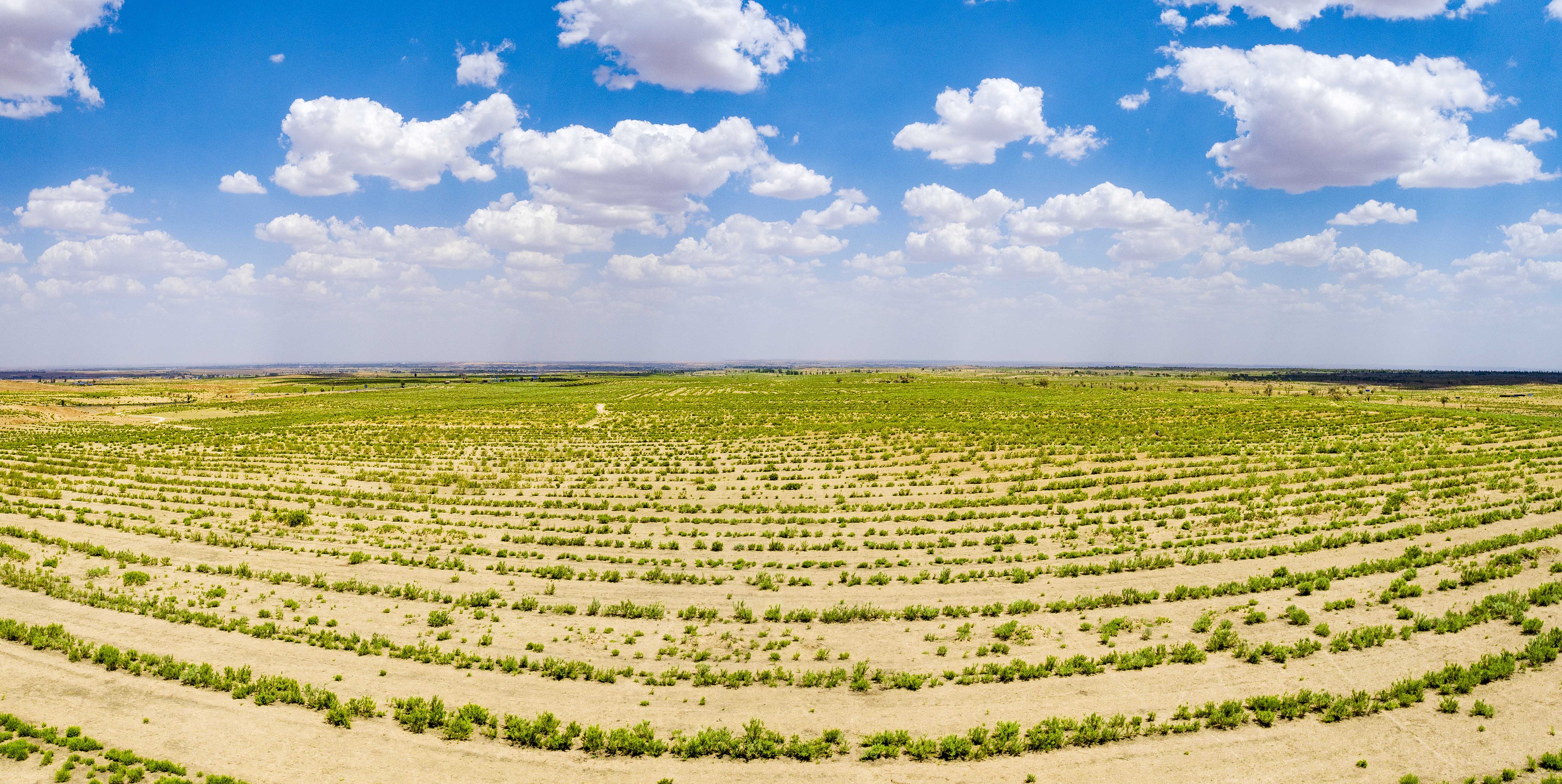 2023年6月7日，內(nèi)蒙古鄂爾多斯，毛烏素沙漠。