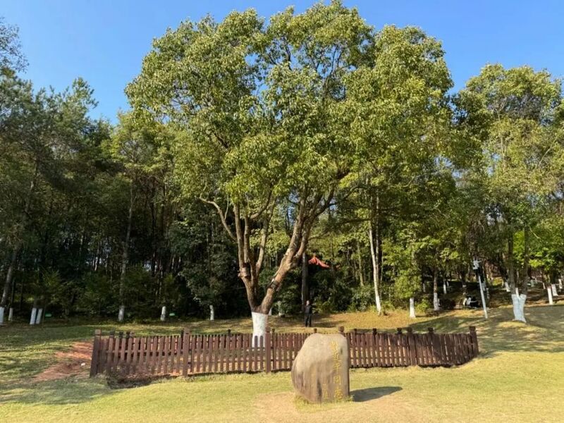 習(xí)近平同志為福建省長(zhǎng)汀縣水土保持科教園捐種的香樟樹。圖源：學(xué)習(xí)時(shí)報(bào)