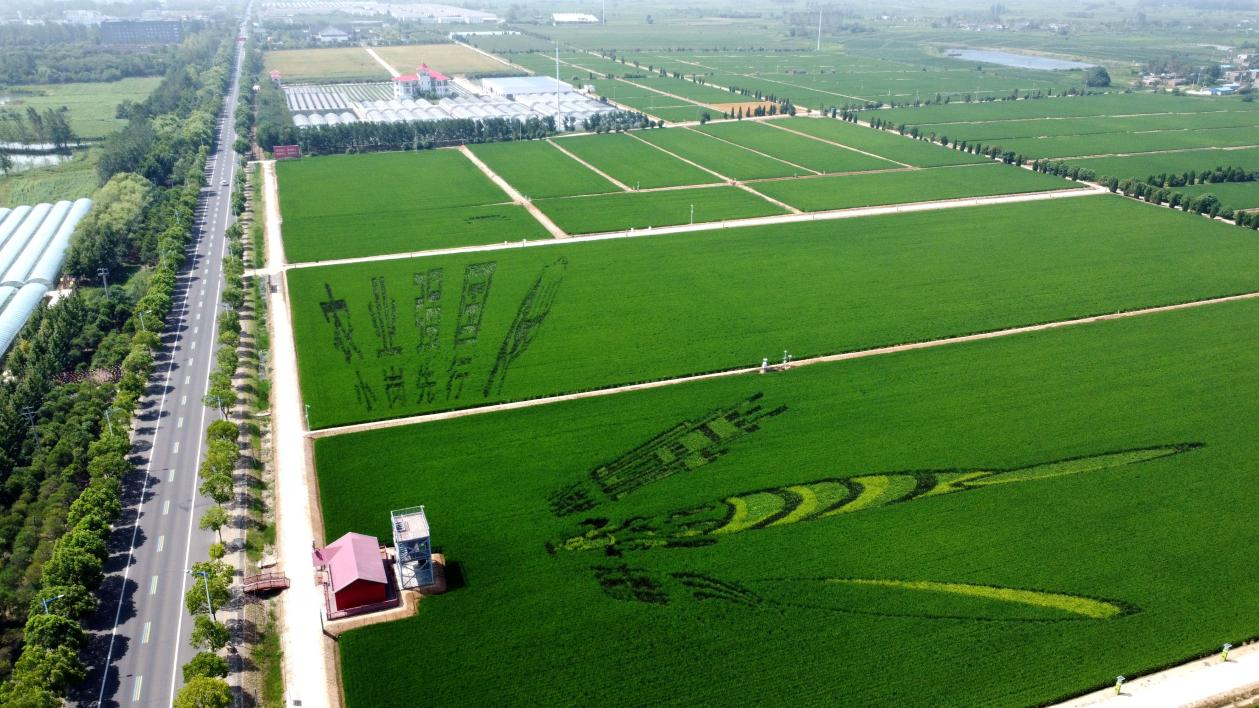俯瞰小崗村高標(biāo)準(zhǔn)農(nóng)田。鳳陽(yáng)縣委宣傳部供圖